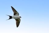 Striated Swallow - Soendazwaluw - Hirondelle striole