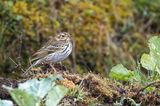 Olive-backed Pipit - Siberische Boompieper - Pipit  dos olive
