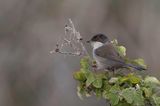 Sardinian Warbler - Kleine Zwartkop - Fauvette mlanocphale (f)