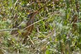 Little Bittern - Woudaap - Blongios nain
