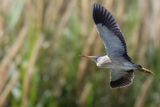 Little Bittern - Woudaap - Blongios nain
