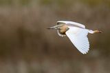 Squacco Heron - Ralreiger - Crabier chevelu