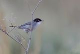 Sardinian Warbler - Kleine Zwartkop - Fauvette mlanocphale