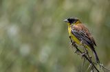 Black-headed Bunting - Zwartkopgors - Bruant mlanocphale Black-headed Bunting - Zwartkopgors - Bruant mlanocphale