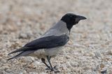 Carrion Crow - Zwarte Kraai - Corneille noire