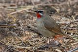 Siberian Rubythroat - Roodkeelnachtegaal - Rossignol calliope (m)