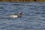 Garganey - Zomertaling - Sarcelle dt