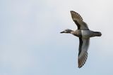 Garganey - Zomertaling - Sarcelle dt