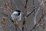 Willow Tit - Matkop - Msange borale