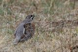 Hazel Grouse - Hazelhoen - Glinotte des bois (m)
