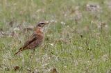 Eyebrowed Thrush - Vale Lijster - Grive obscure