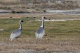 White-naped Crane - Witnekkraanvogel - Grue  cou blanc