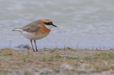 Siberian Sand Plover - Mongoolse Plevier - Pluvier de Mongolie