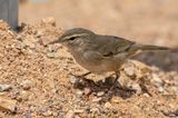 Dusky Warbler - Bruine Boszanger - Pouillot brun