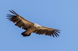 Himalayan Vulture - Himalayagier - Vautour de lHimalaya