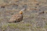 Pallass Sandgrouse - Steppehoen - Syrrhapte paradoxal (f)