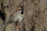 Saxaul Sparrow - Saxaulmus - Moineau des saxaouls (m)
