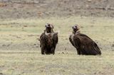 Cinereous Vulture - Monniksgier - Vautour moine
