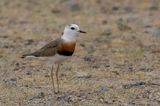 Oriental Plover - Steppeplevier - Gravelot oriental