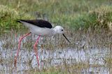 Black-winged Stilt - Steltkluut - chasse blanche