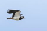 Northern Lapwing - Kievit - Vanneau hupp