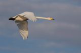 Whooper Swan - Wilde Zwaan - Cygne chanteur