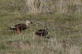 Eastern Spot-billed Duck - Chinese Vlekbekeend - Canard de Chine