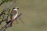 Brown Shrike - Bruine Klauwier - Pie-griche brune