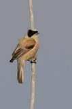 White-crowned Penduline Tit - Witkruinbuidelmees - Rmiz couronne