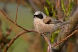 White-crowned Penduline Tit - Witkruinbuidelmees - Rmiz couronne