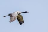 Demoiselle Crane - Jufferkraanvogel - Grue demoiselle