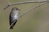 Dark-sided Flycatcher - Roetvliegenvanger - Gobemouche de Sibrie