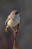 Dusky Warbler - Bruine Boszanger - Pouillot brun