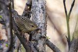 Lanceolated Warbler - Kleine Sprinkhaanzanger - Locustelle lancole