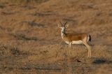 Goitered gazelle
