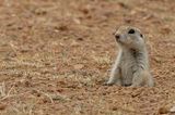 Pallid ground squirrel