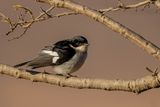 Fiscal Flycatcher - Klauwiervliegenvanger - Gobemouche fiscal (m)