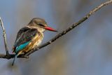 Brown-hooded Kingfisher - Bruinkapijsvogel - Martin-chasseur  tte brune (m)