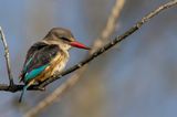 Brown-hooded Kingfisher - Bruinkapijsvogel - Martin-chasseur  tte brune (m)
