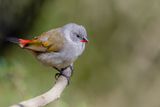 Swee Waxbill - Groenrugastrild - Astrild  joues noires (f)