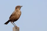 Ant-eating Chat - Kaapse Miertapuit - Traquet fourmilier