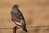 Jackal Buzzard - Jakhalsbuizerd - Buse rounoir