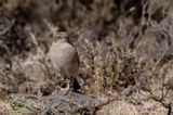 Sickle-winged Chat - Vlaktespekvreter - Traquet aile-en-faux
