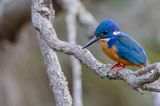 Half-collared Kingfisher - Kobaltijsvogel - Martin-pcheur  demi-collier