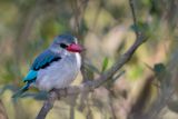 Mangrove Kingfisher - Mangroveijsvogel - Martin-chasseur des mangroves