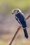 White-crested Helmetshrike - Helmklauwier - Bagadais casqu