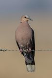 Red-eyed Dove - Roodoogtortel - Tourterelle  collier