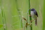 Yellow-bellied Prinia - Geelbuikprinia - Prinia  ventre jaune