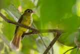 Hairy-backed Bulbul - Haarrugbuulbuul - Bulbul chevelu