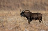 Black Wildebeest